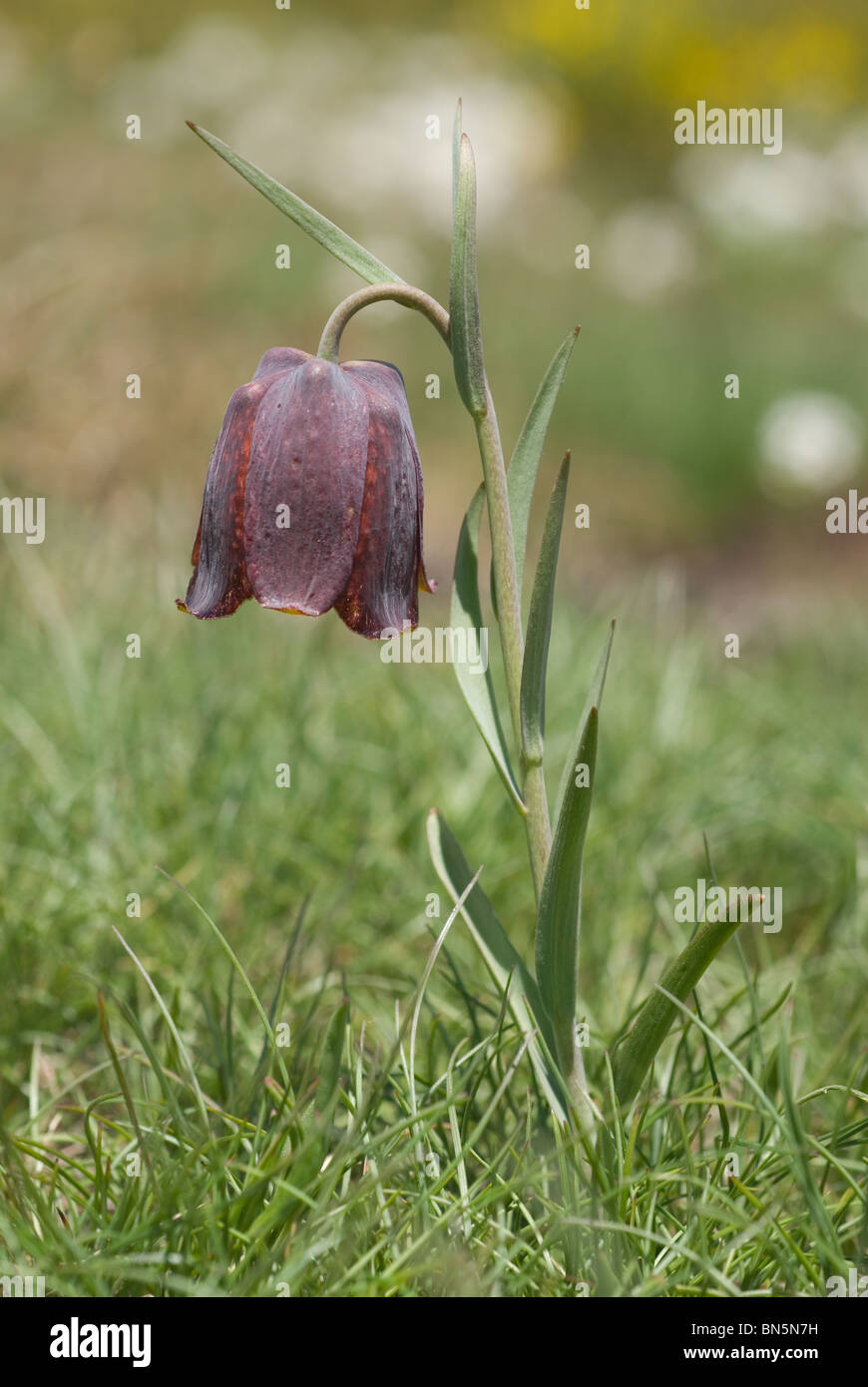 Fleur de Lys (Fritillaria nervosa) Banque D'Images