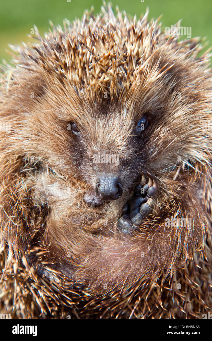 Hérisson Erinaceus europaeus ; ; Banque D'Images