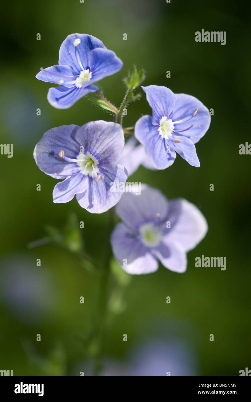 Germander Speedwell (Veronica chamaedrys) Banque D'Images