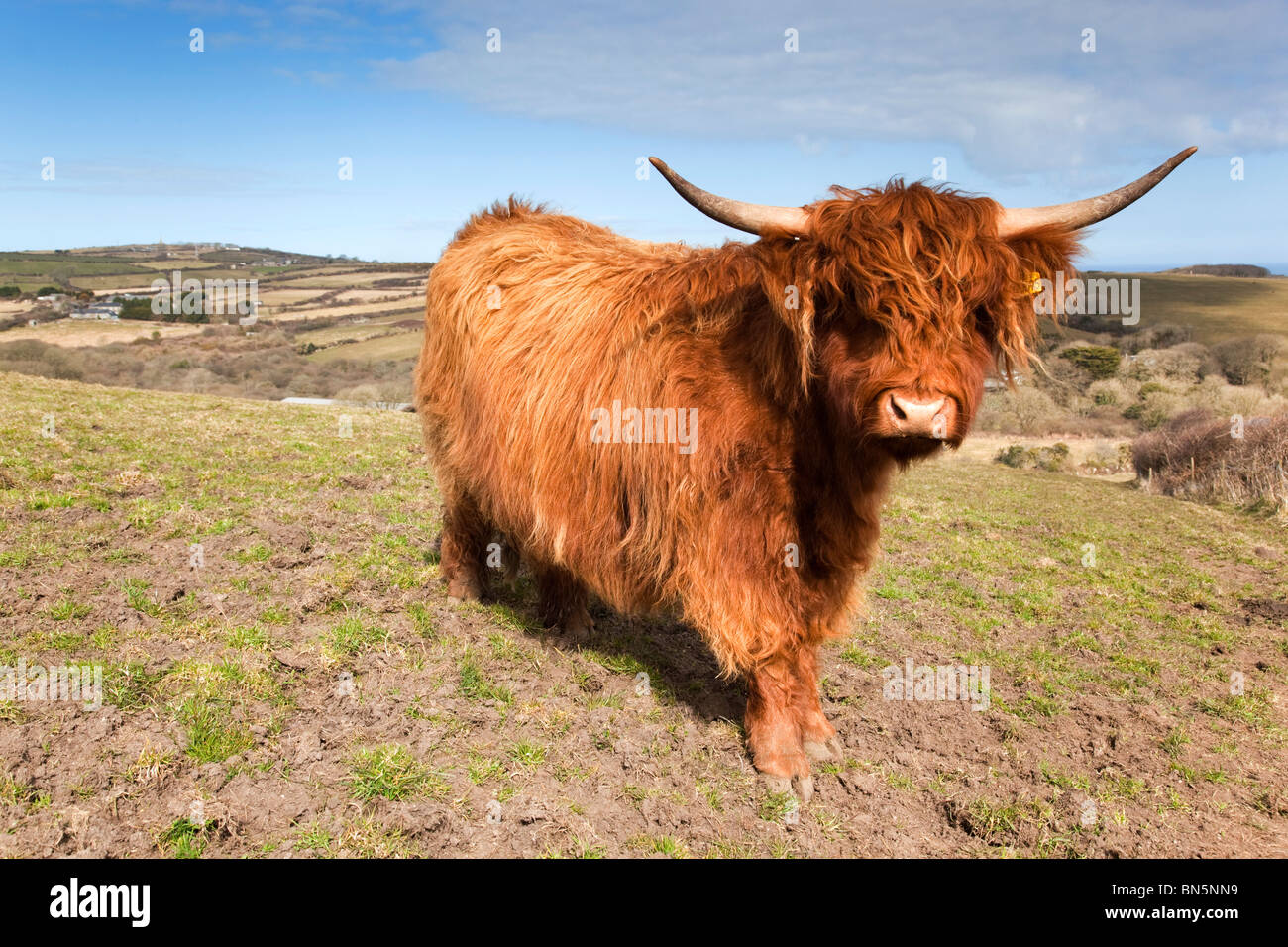 Highland vache ; Trencrom près de St Ives, Cornwall, du sentier public Banque D'Images