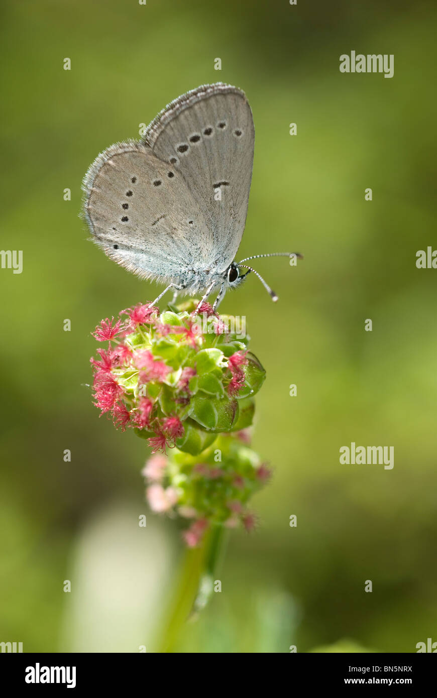 Petit papillon bleu (Cupido minimus) Banque D'Images