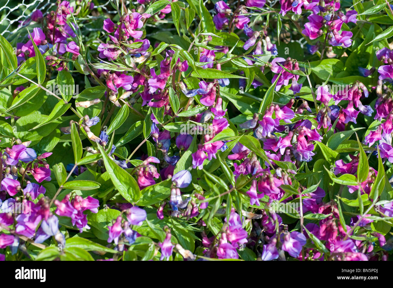 Bouquet de fleurs la petite plante vivace Lathyrus vernus, sweetpea Banque D'Images