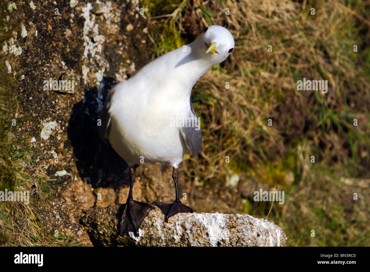 Mouette tridactyle (Rissa tridactyla) ; ; sur une falaise Banque D'Images