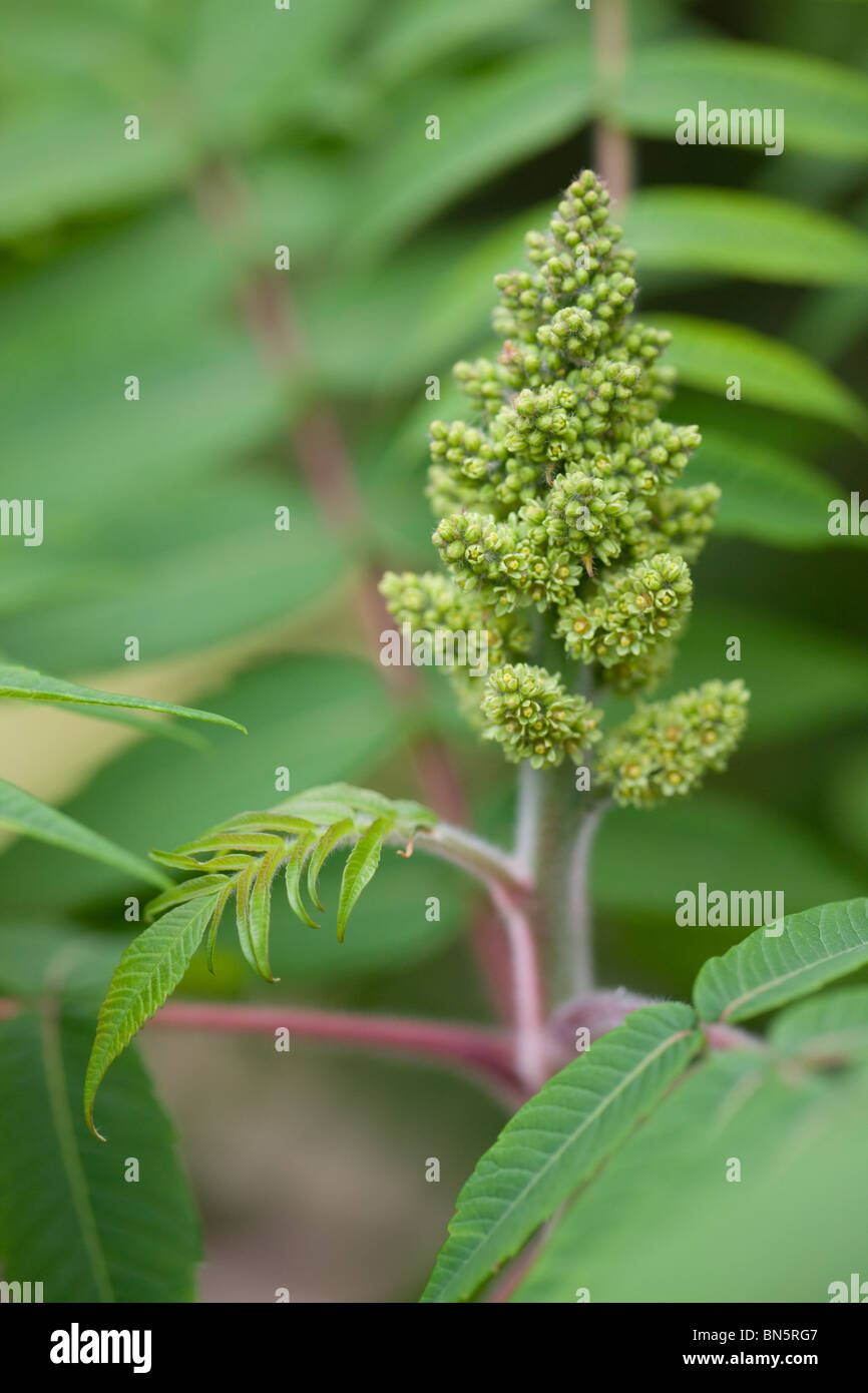 Rhus typhina Vinaigrier ou - Rhus hirta Banque D'Images