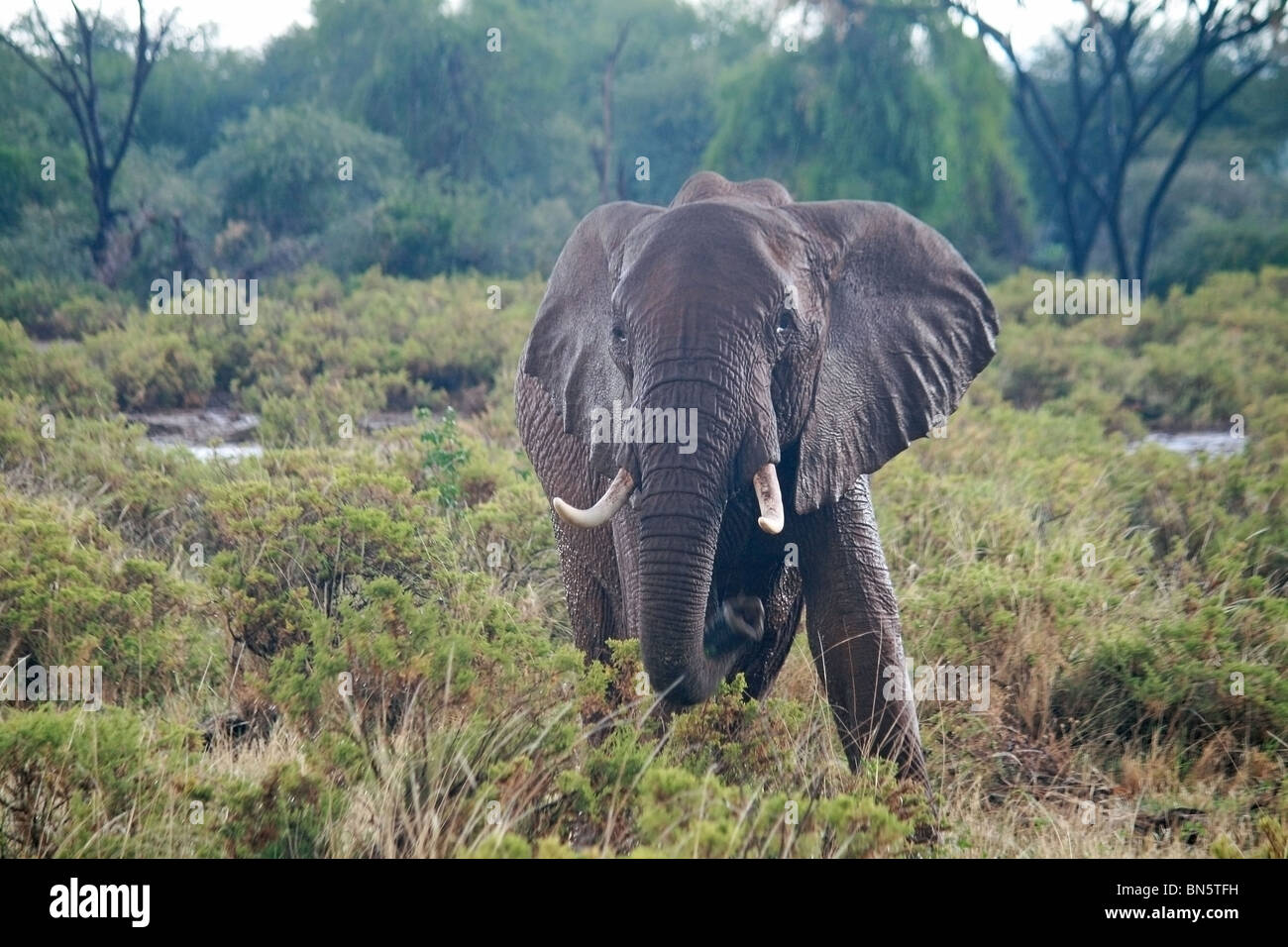 Un énorme éléphant africain debout dans la pluie dans la réserve nationale de Samburu, Kenya Afrique Banque D'Images