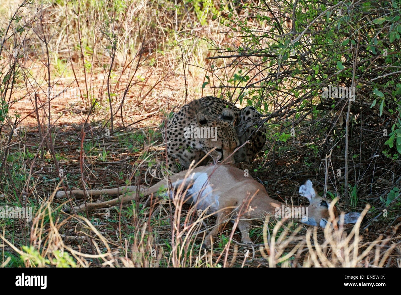 Le guépard mange une Impala kill dans la réserve nationale de Samburu, Kenya, Afrique de l'Est. Banque D'Images