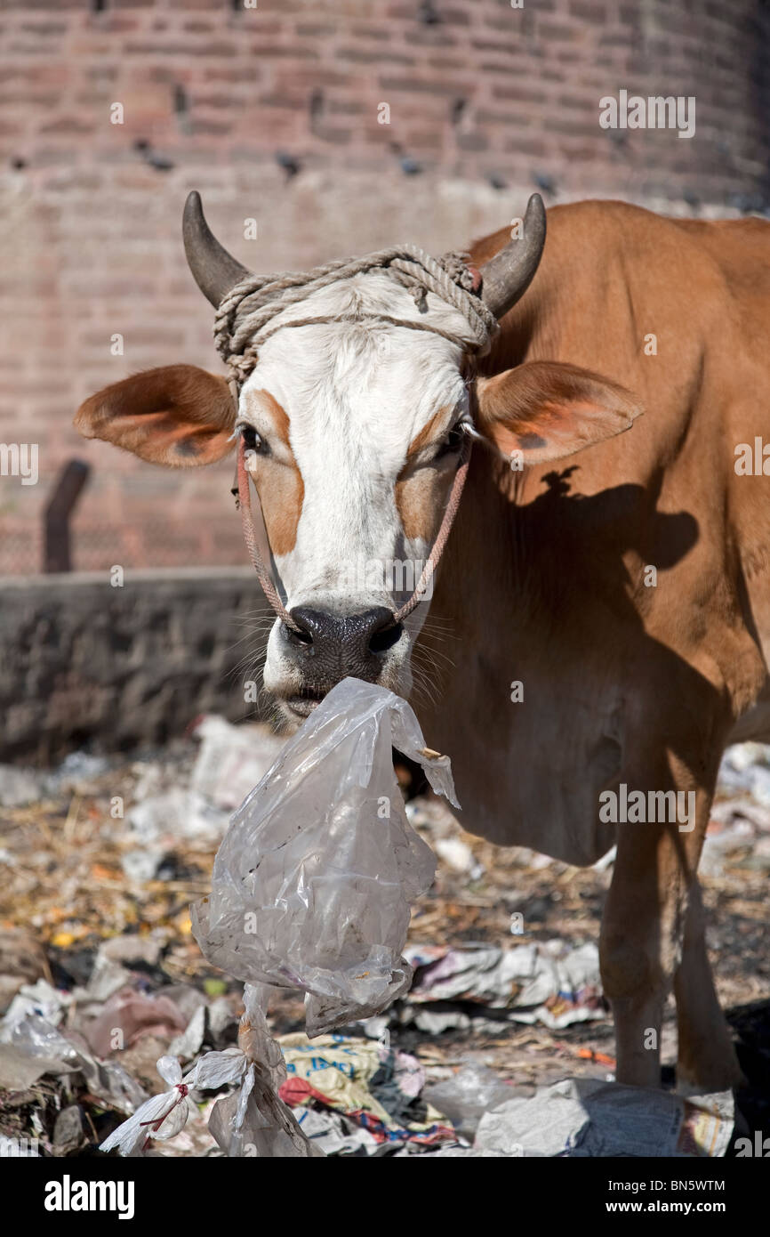 Boeuf Sauvage De L Inde 4 Lettres Vache mangeant du plastique Banque de photographies et d'images à haute  résolution - Alamy