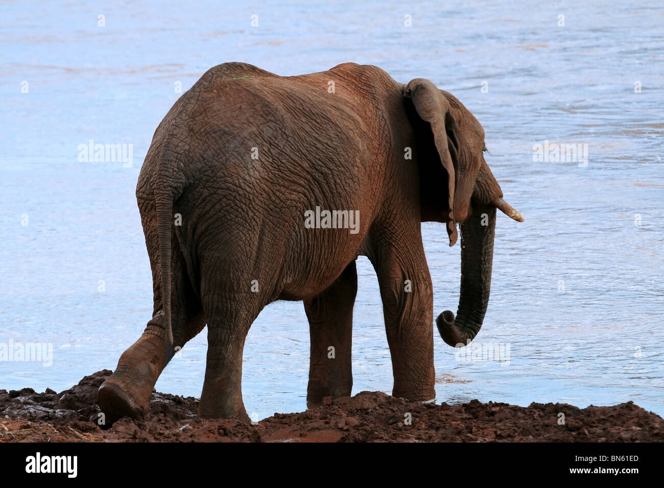 L'eau potable de l'éléphant de Uaso Nyiro Samburu National Reserve, Kenya, Africa Banque D'Images
