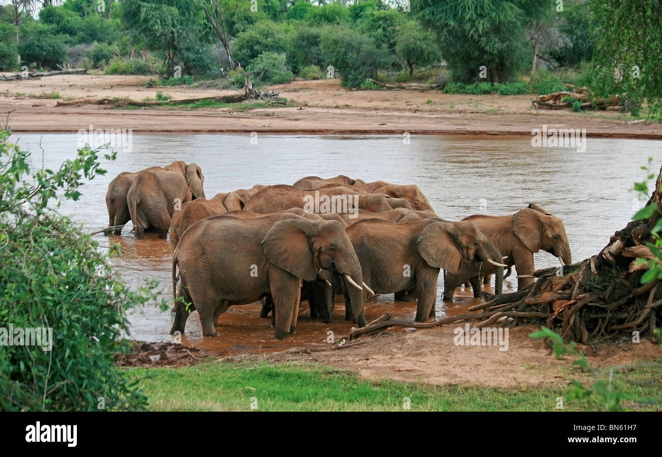 Troupeau d'éléphants sur la rive de la rivière Uaso Nyiro Samburu National Reserve, Kenya, Africa Banque D'Images