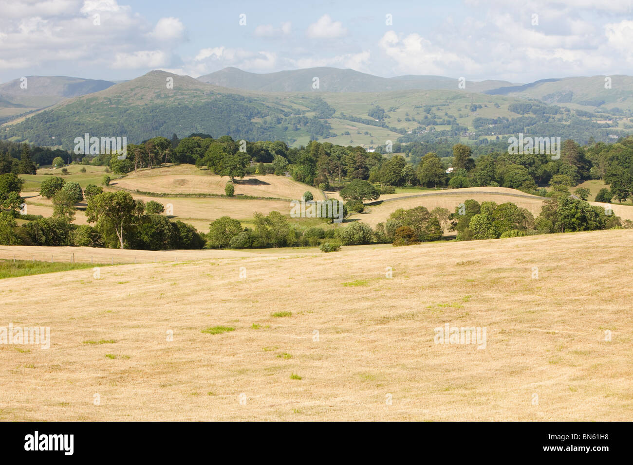 Le séchage des champs au cours de l'été 2010 près de la sécheresse Hawkshead, Lake District, UK. Banque D'Images