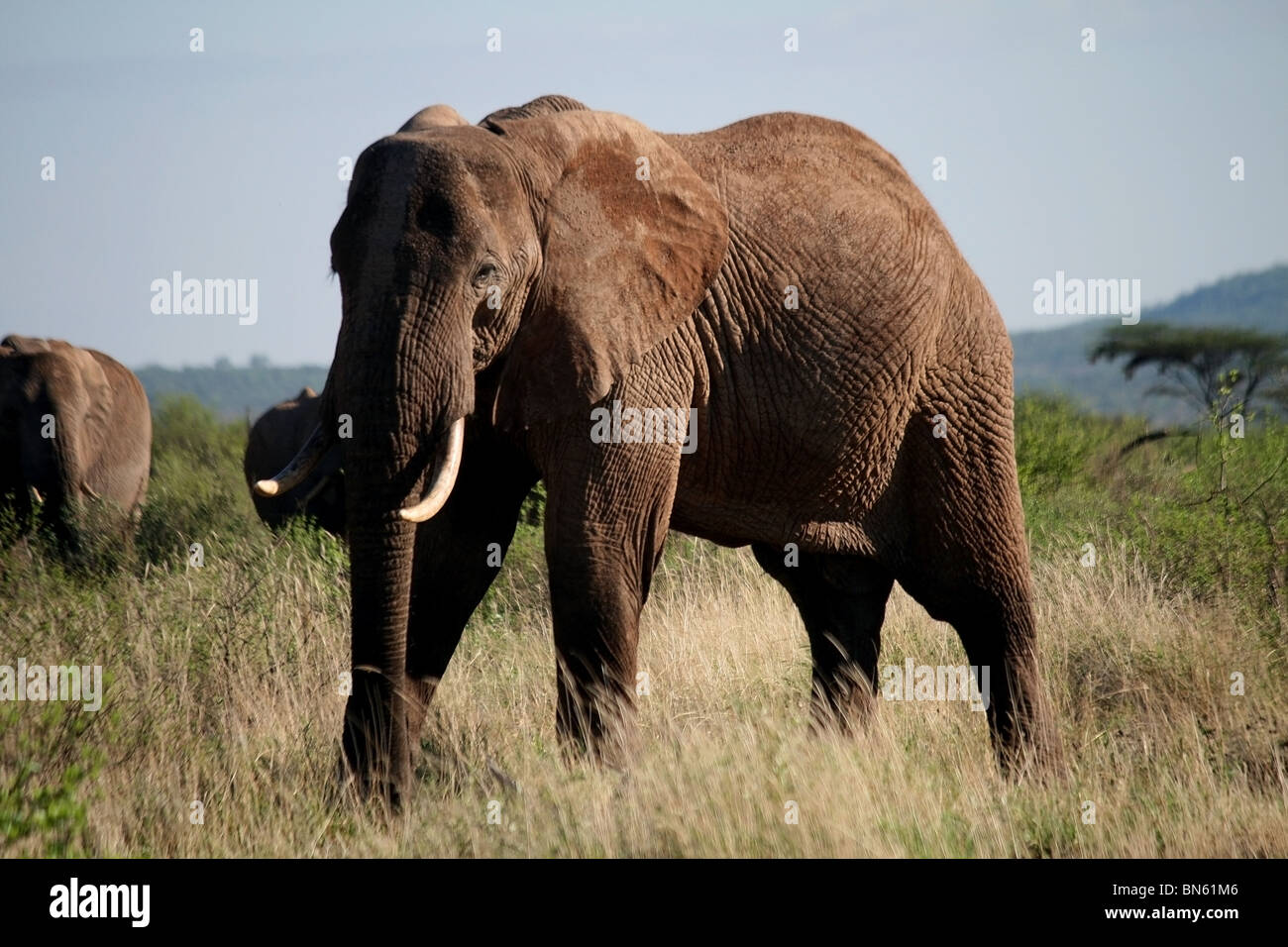 Comité permanent de l'éléphant dans le parc de Samburu National Reserve, Kenya, Africa Banque D'Images