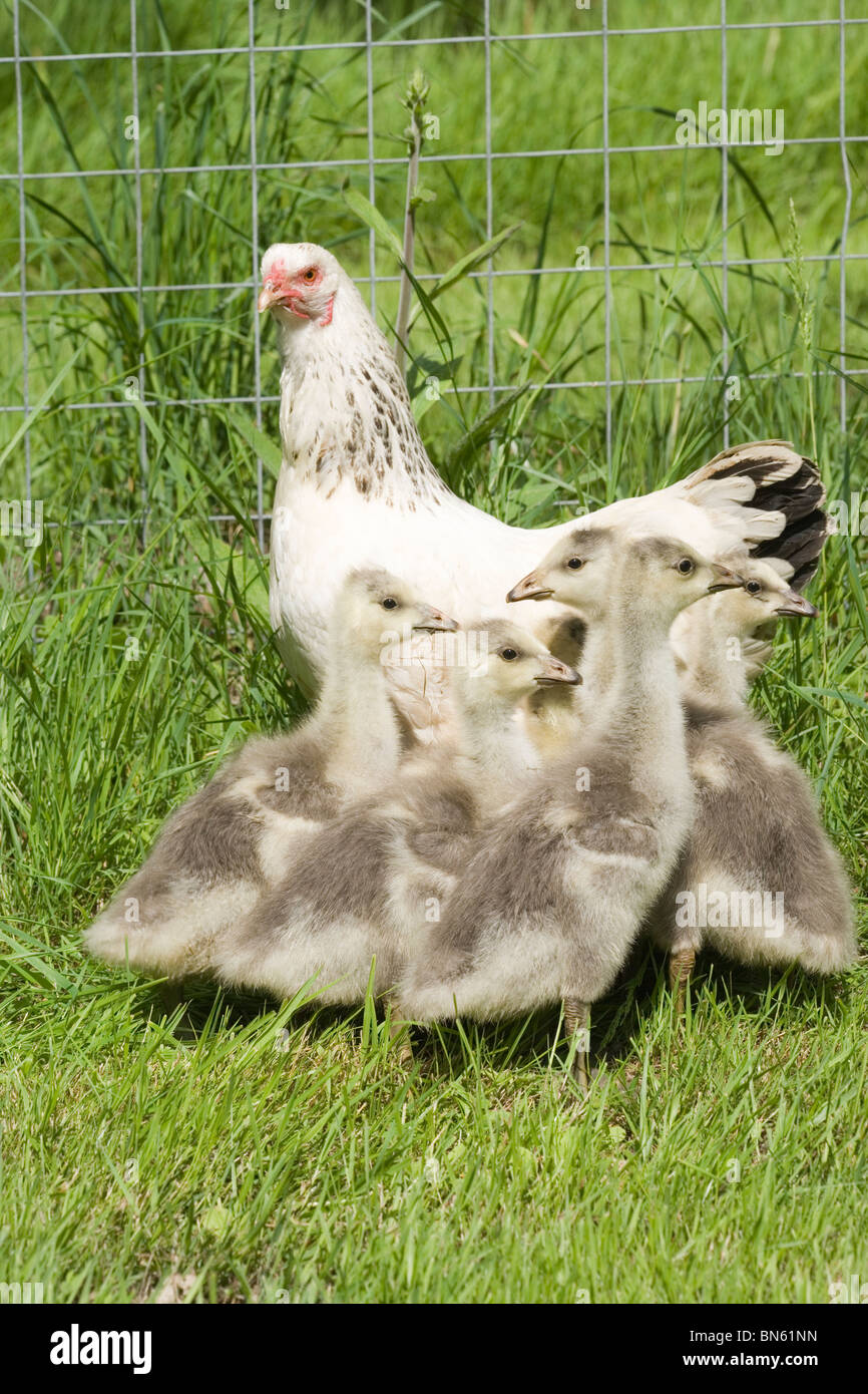 La poule couveuse (Gallus gallus domestica). Favoriser le maternage bien cultivé Bar Oies à tête barrée Anser indicus (oisons). Banque D'Images