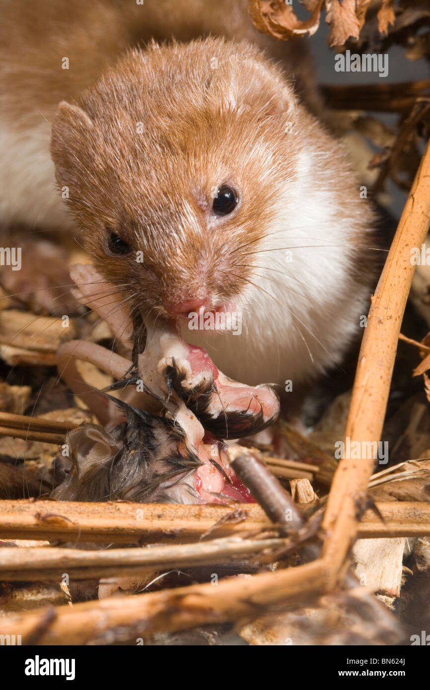 Moins la belette (Mustela nivalis), manger une souris. La section de chaîne alimentaire. Banque D'Images