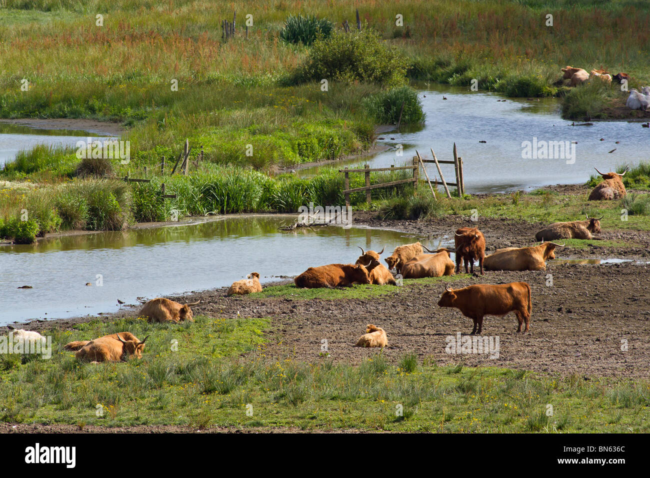 Petit troupeau de bovins Highland par le bord de rivière. UK Banque D'Images