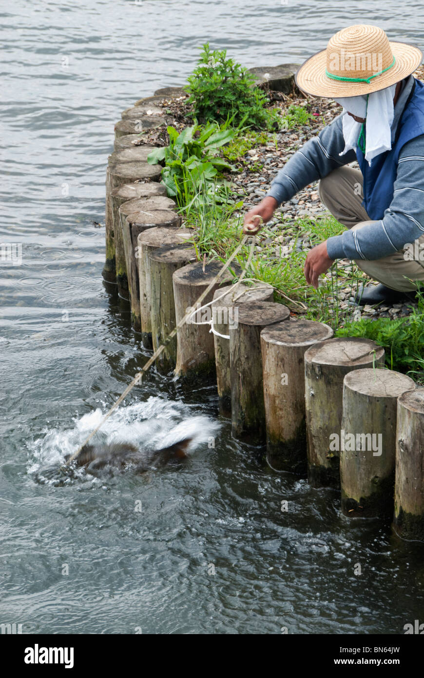 Un homme japonais détient une carpe intégré sur les rives du lac Suwa, Nagano, Japon Banque D'Images