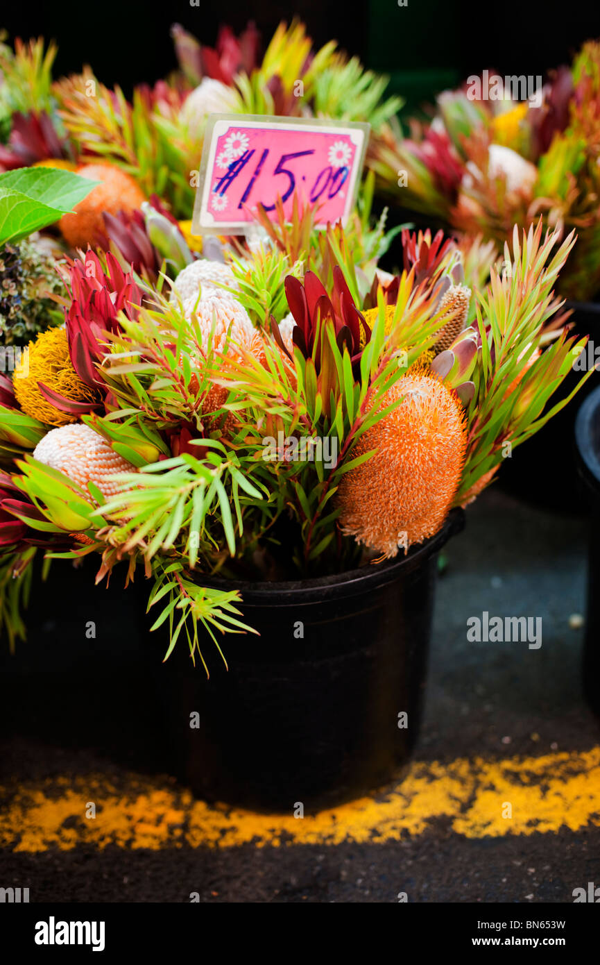 Seaux de fleurs indigènes australiens (principalement protea) à vendre au marché central d'Adélaïde, Australie du Sud Banque D'Images