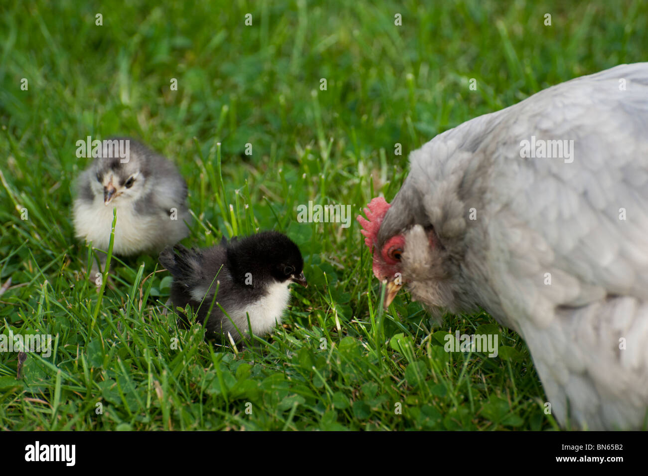 Une poule bantam de Pékin gris clair avec deux poussins bantam sur une pelouse verte. Banque D'Images