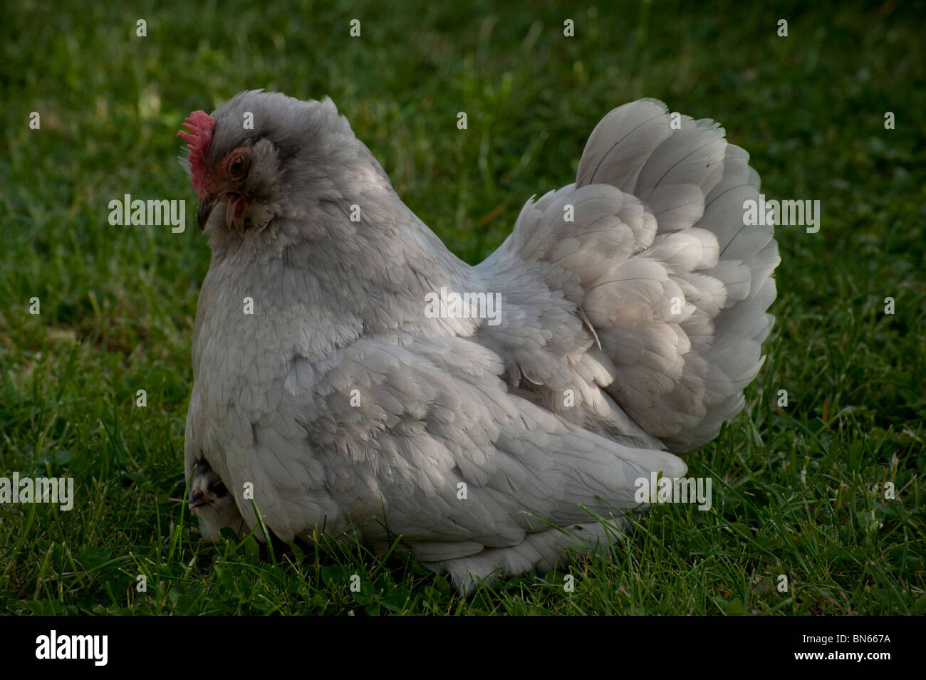 Un gris clair poulet bantam de Pékin est situé sur un poussin bantam qui se profile sous les plumes de sa mère. Banque D'Images
