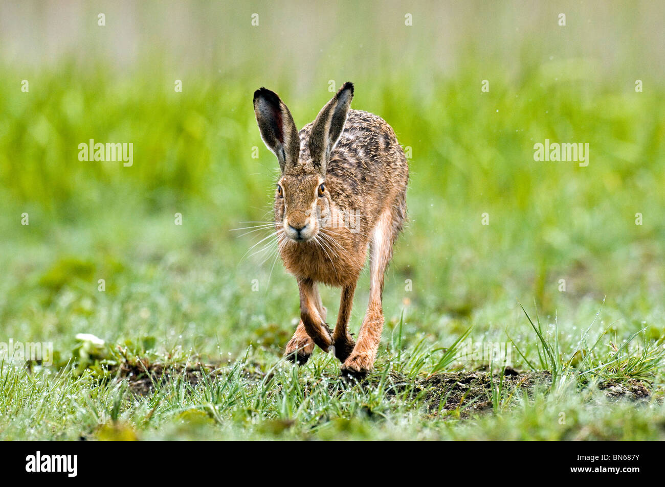 Lièvre brun (Lepus europaeus) Banque D'Images