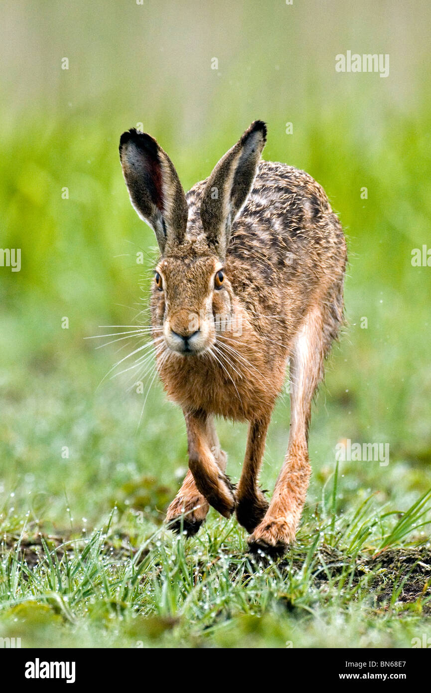 Lièvre brun (Lepus europaeus) Banque D'Images