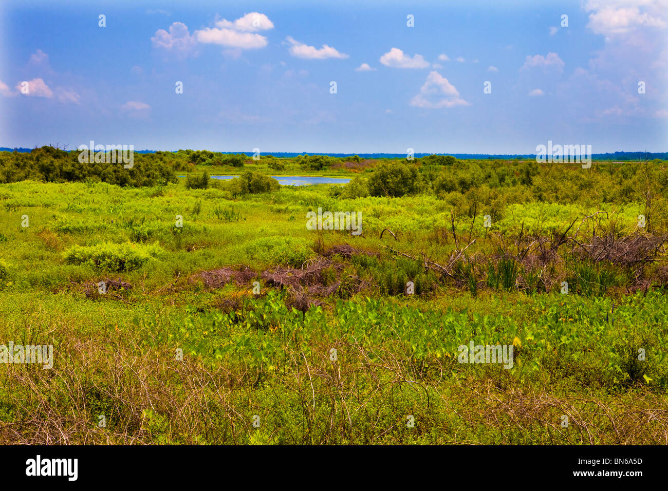 Paynes Prairie Preserve State Park, Floride Banque D'Images