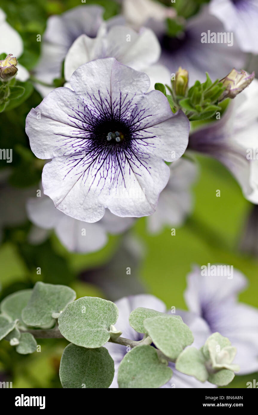 Pétunia fleur blanche avec centre pourpre dans un jardin au Royaume-Uni Banque D'Images