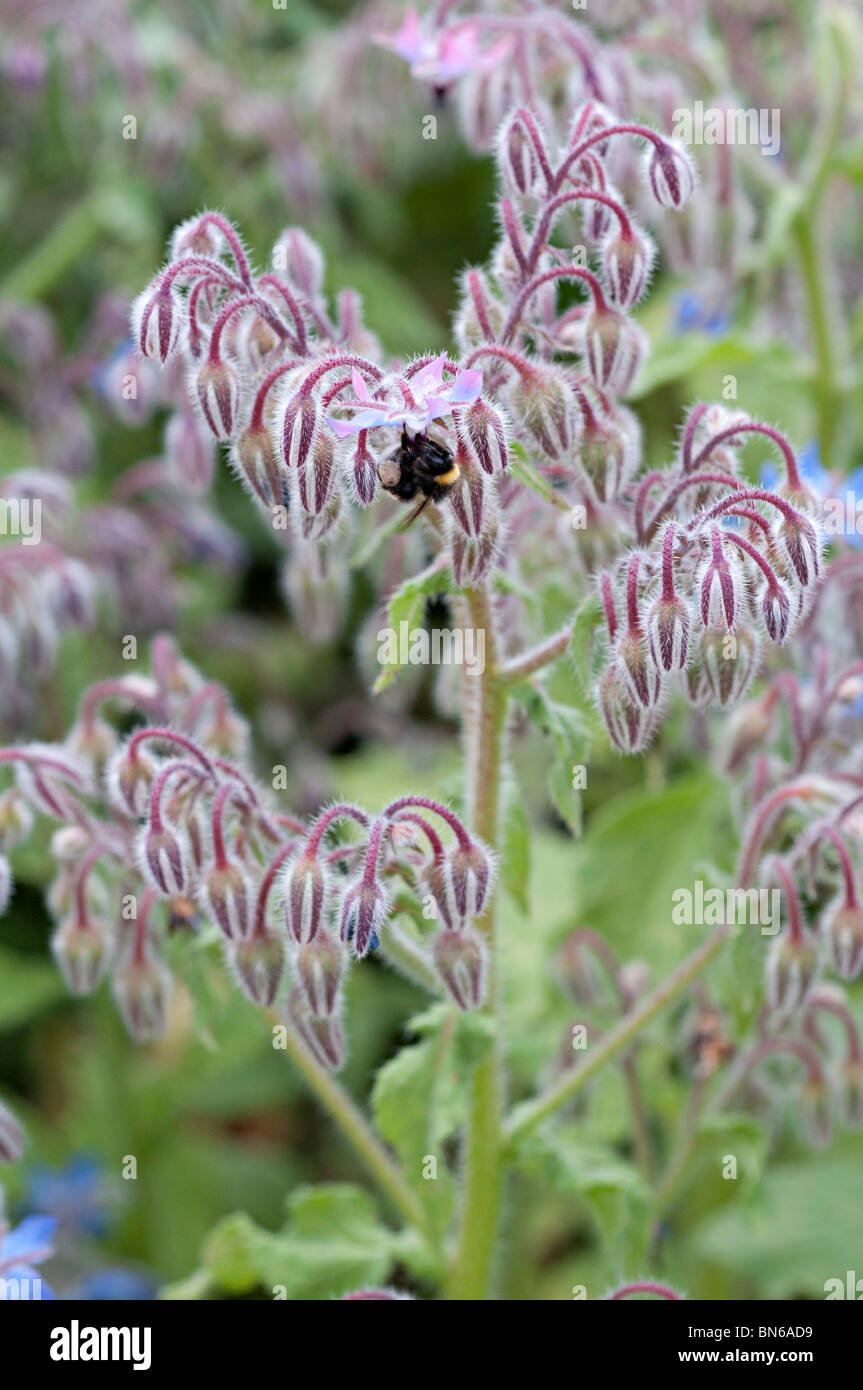 Fleurs de bourrache dans un jardin Banque D'Images