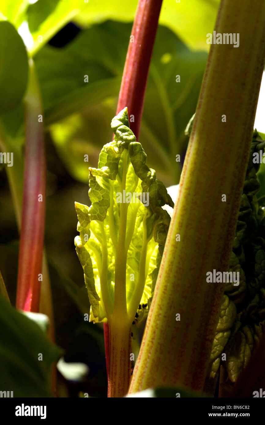 La rhubarbe, une plante vivace AVEC DES TIGES QUI SONT ROSE VERDÂTRE À ROUGE FONCÉ EN COULEUR. Un légume mais toujours servi comme un fruit Banque D'Images