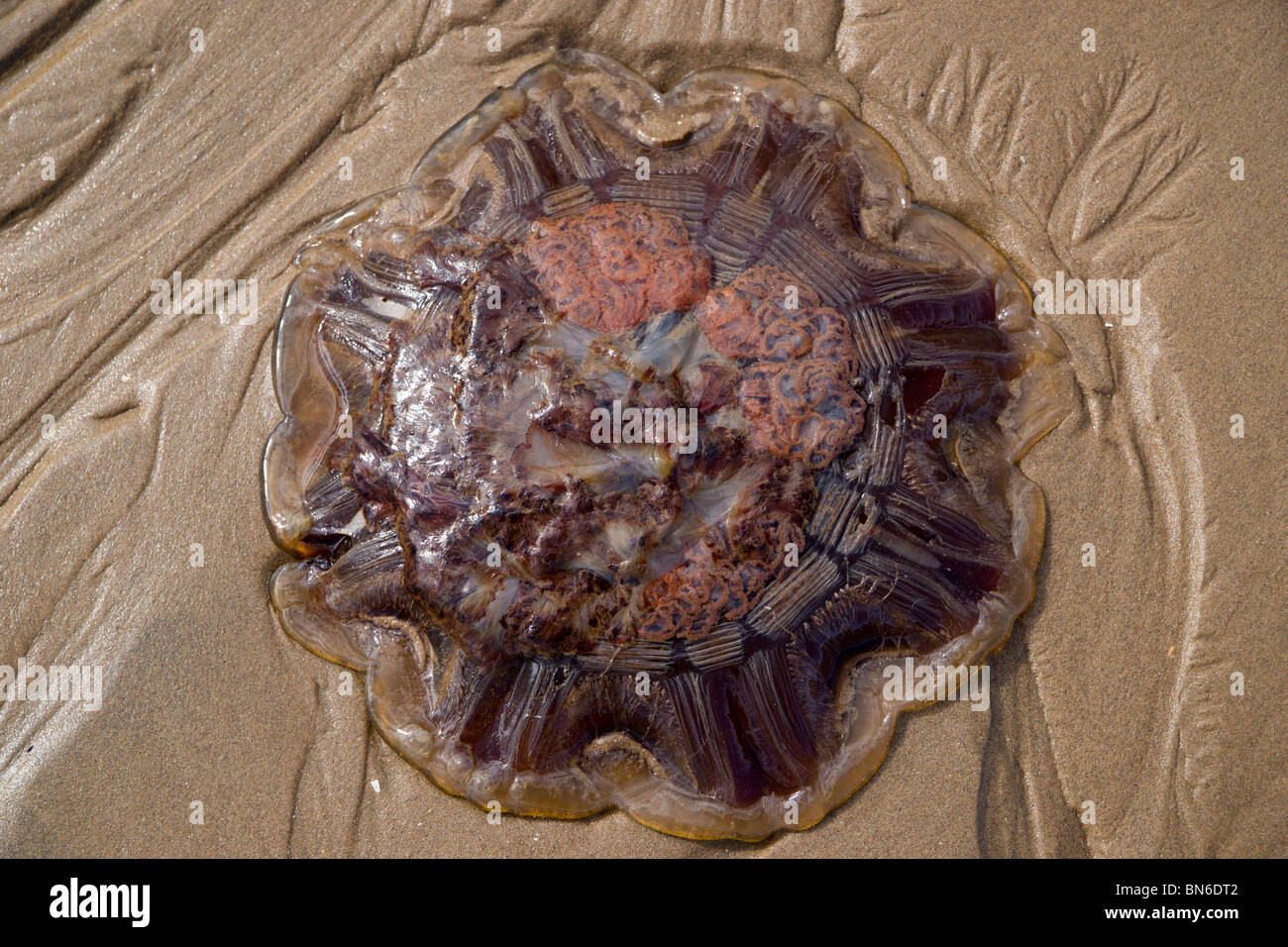 New Brighton, sur la côte de Wirral un populaire sea side resort à Wallasey depuis l'époque victorienne. Maintenant à la régénération (2010) Banque D'Images