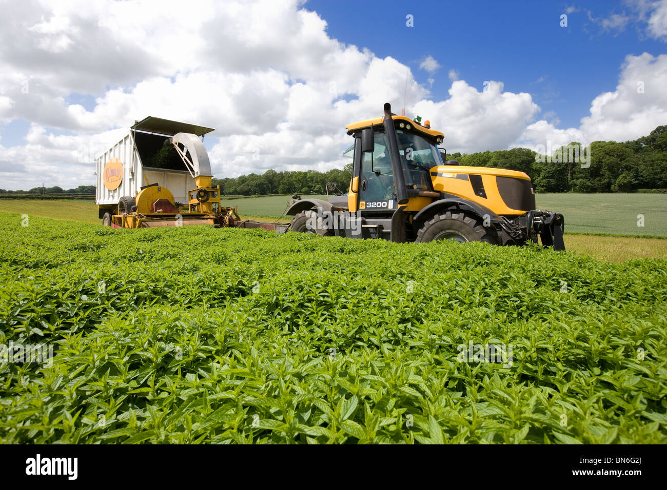 La Recolte De La Menthe Coleman S Sauce A La Menthe Photo Stock Alamy