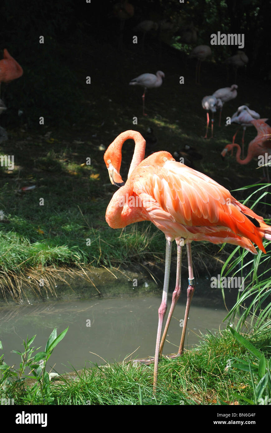 Flamant rose au zoo de Vienne Banque D'Images