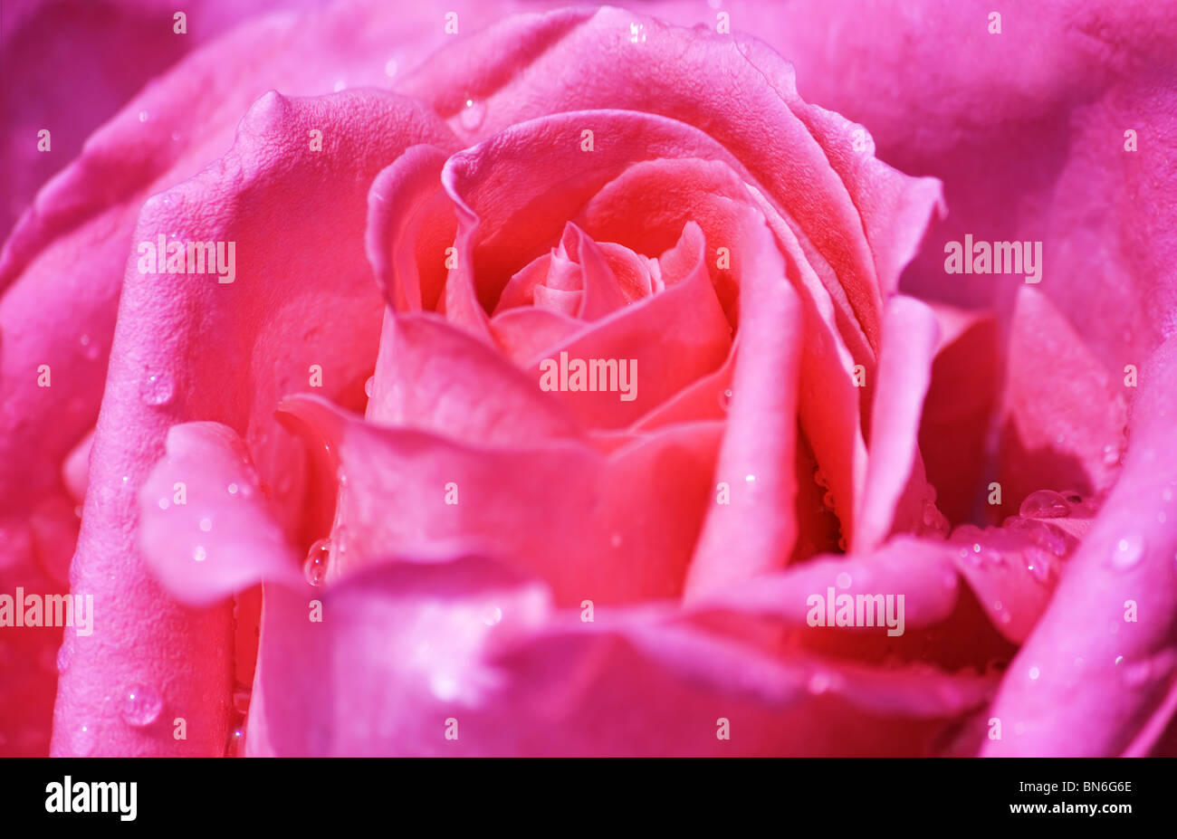 Close up of pink rose en fleur pleine avec de l'eau gouttes Banque D'Images