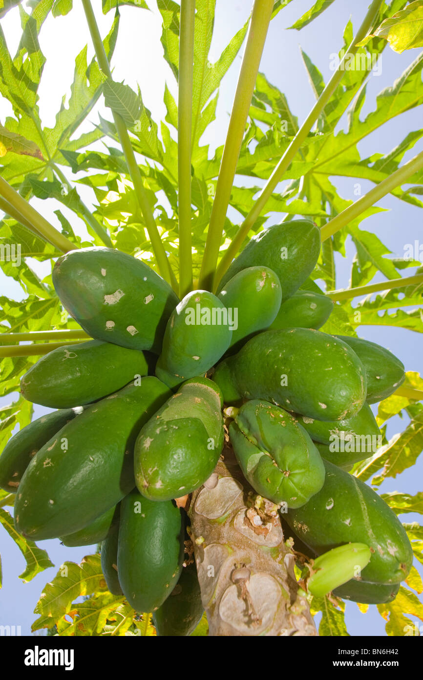 Les papayes vertes ou vert poussant sur un arbre de paw paw. Banque D'Images