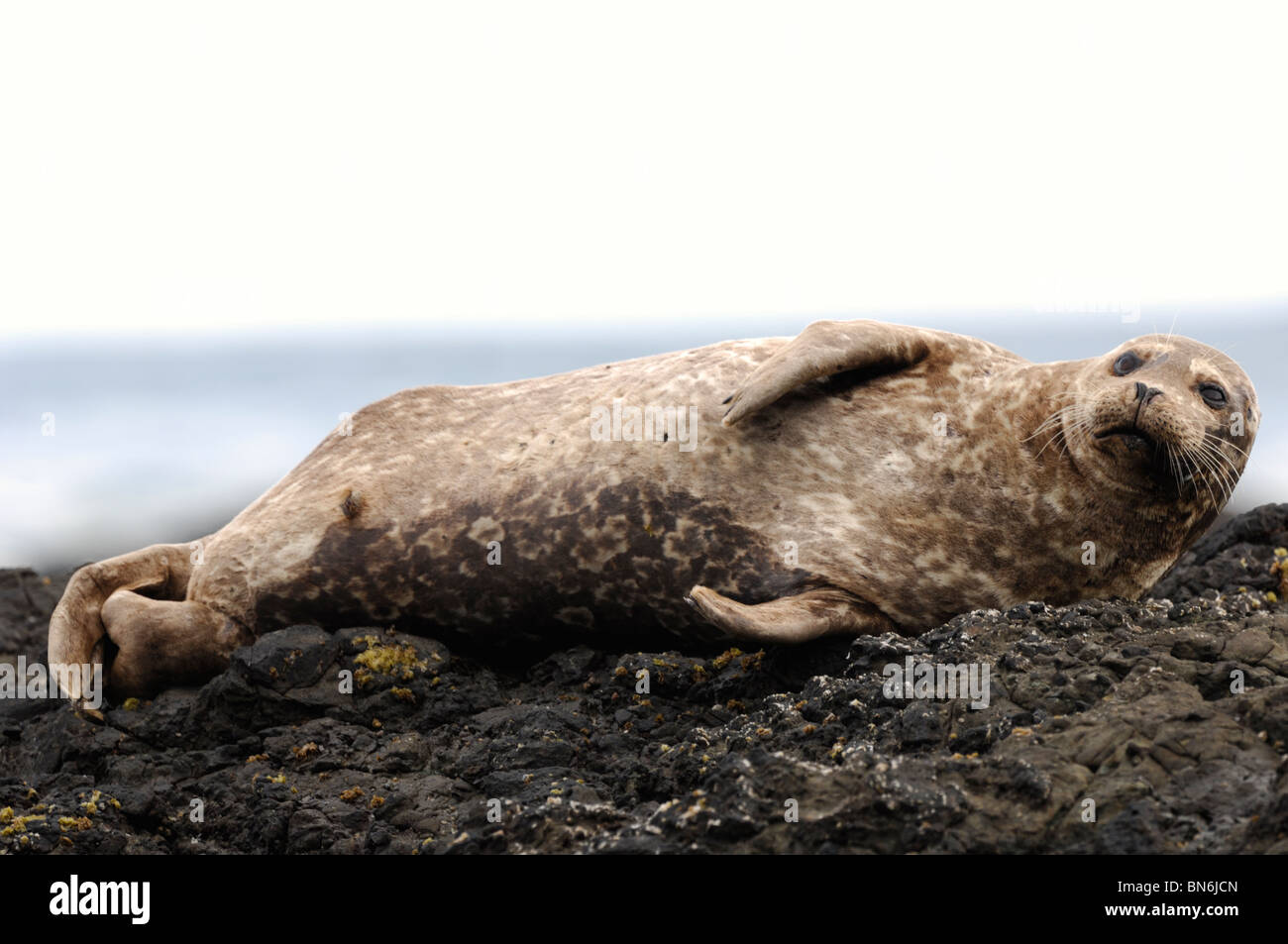 Stock photo de Californie un phoque commun reposant sur un rocher le long de la côte. Banque D'Images