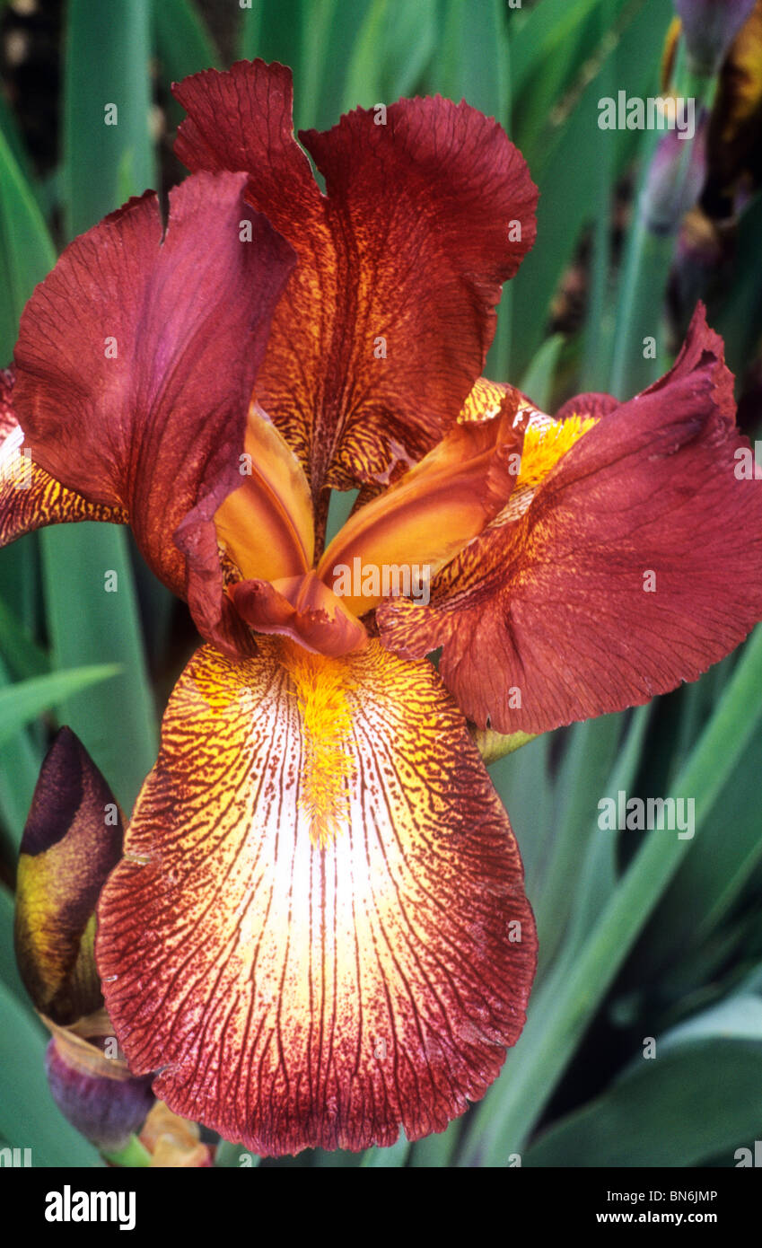 "Iris chocolat hollandais' brown iris barbus fleur fleurs jardin plantes Banque D'Images