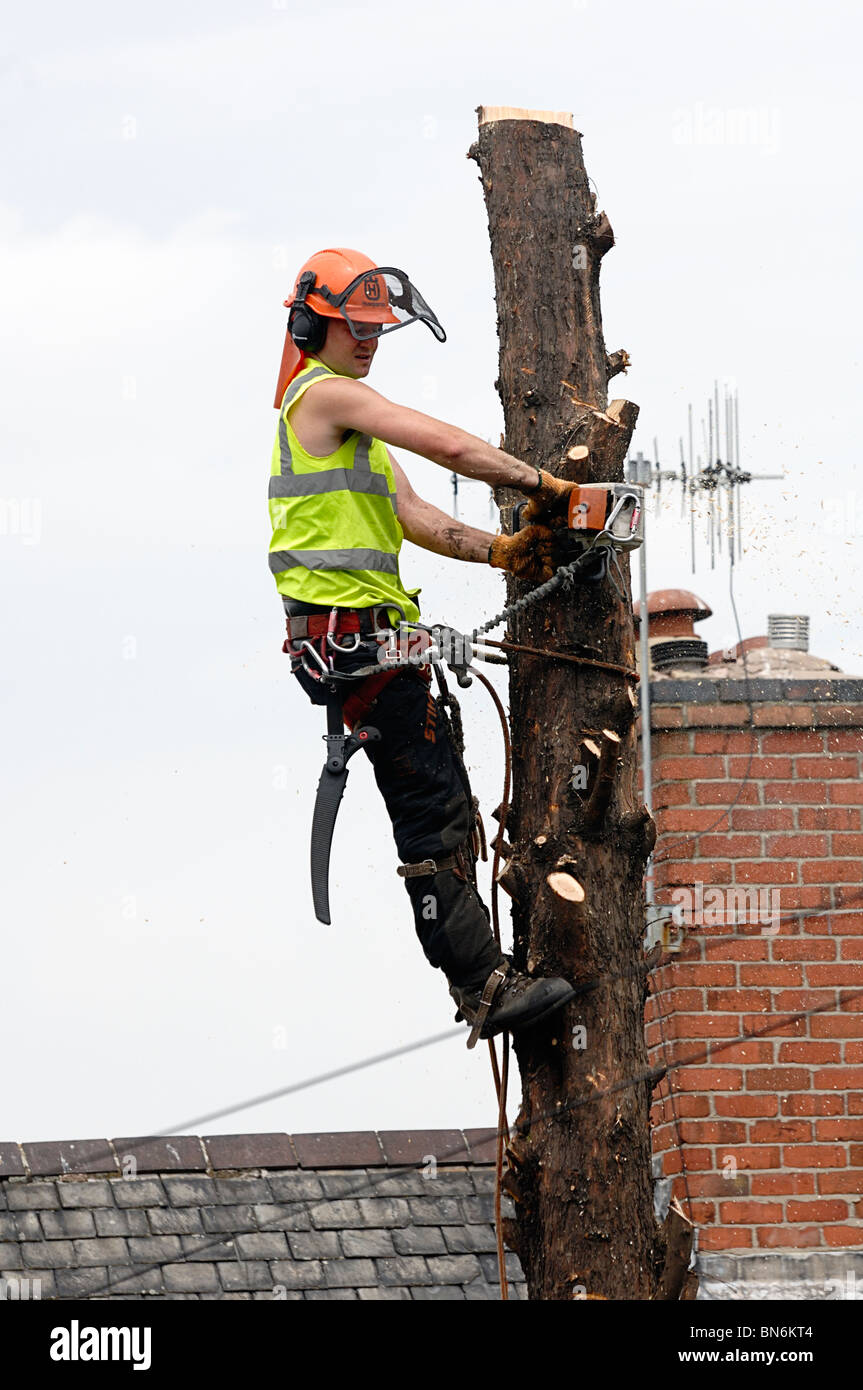 Tree Surgeon énorme abattage leyland cyprès dans jardin urbain Banque D'Images