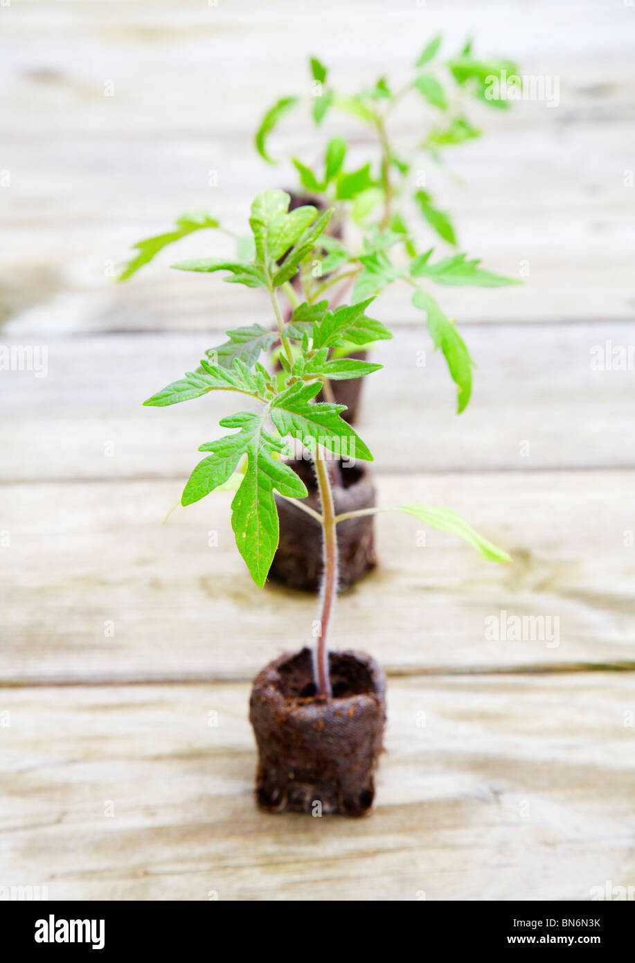 Plants de tomates Banque D'Images