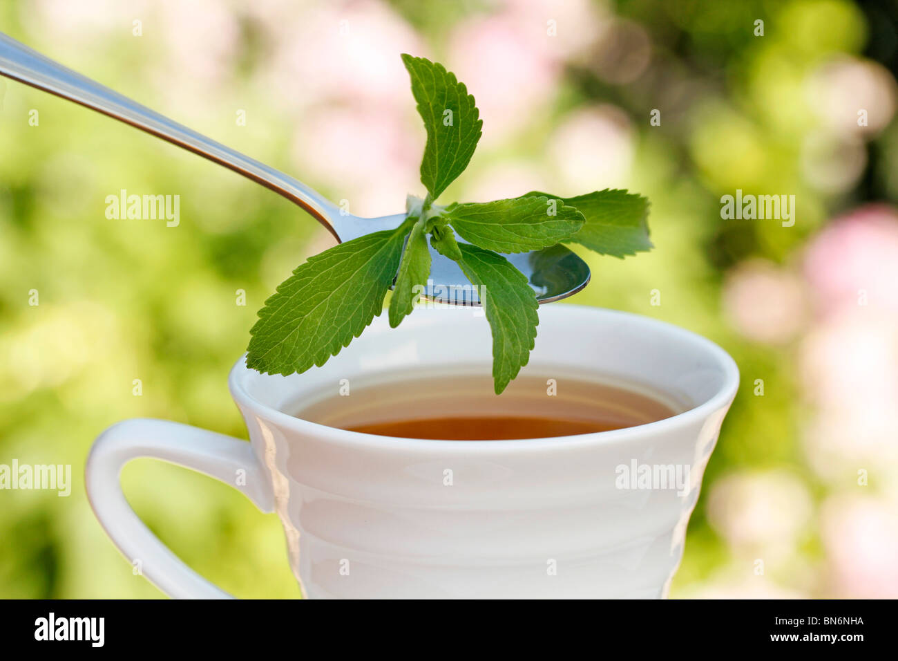 Plante sucrée (Stevia rebaudiana) Banque D'Images