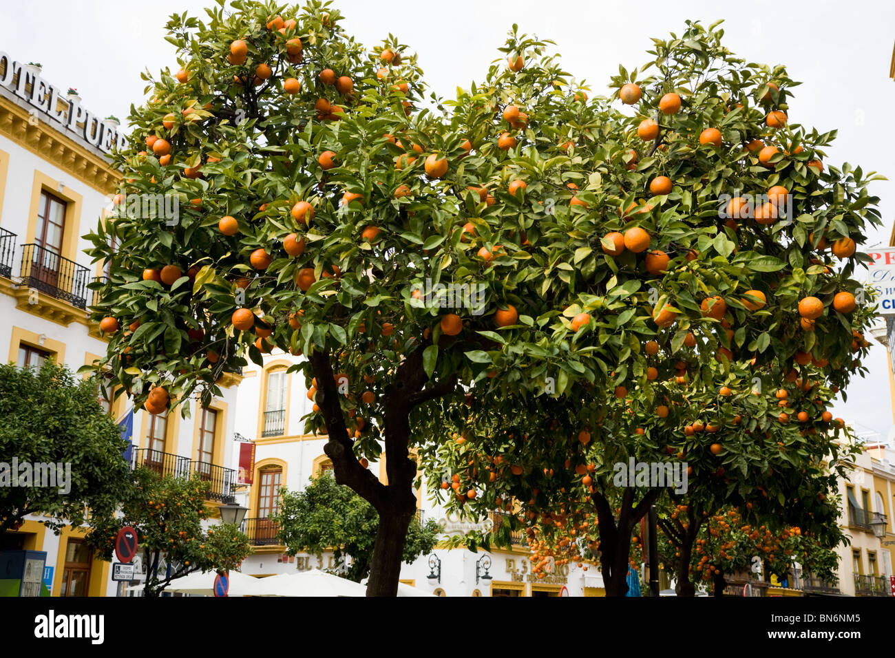 La fructification des fruits orange arbre / arbres croissant sur la rue de Séville / Sevilla, Espagne. Banque D'Images