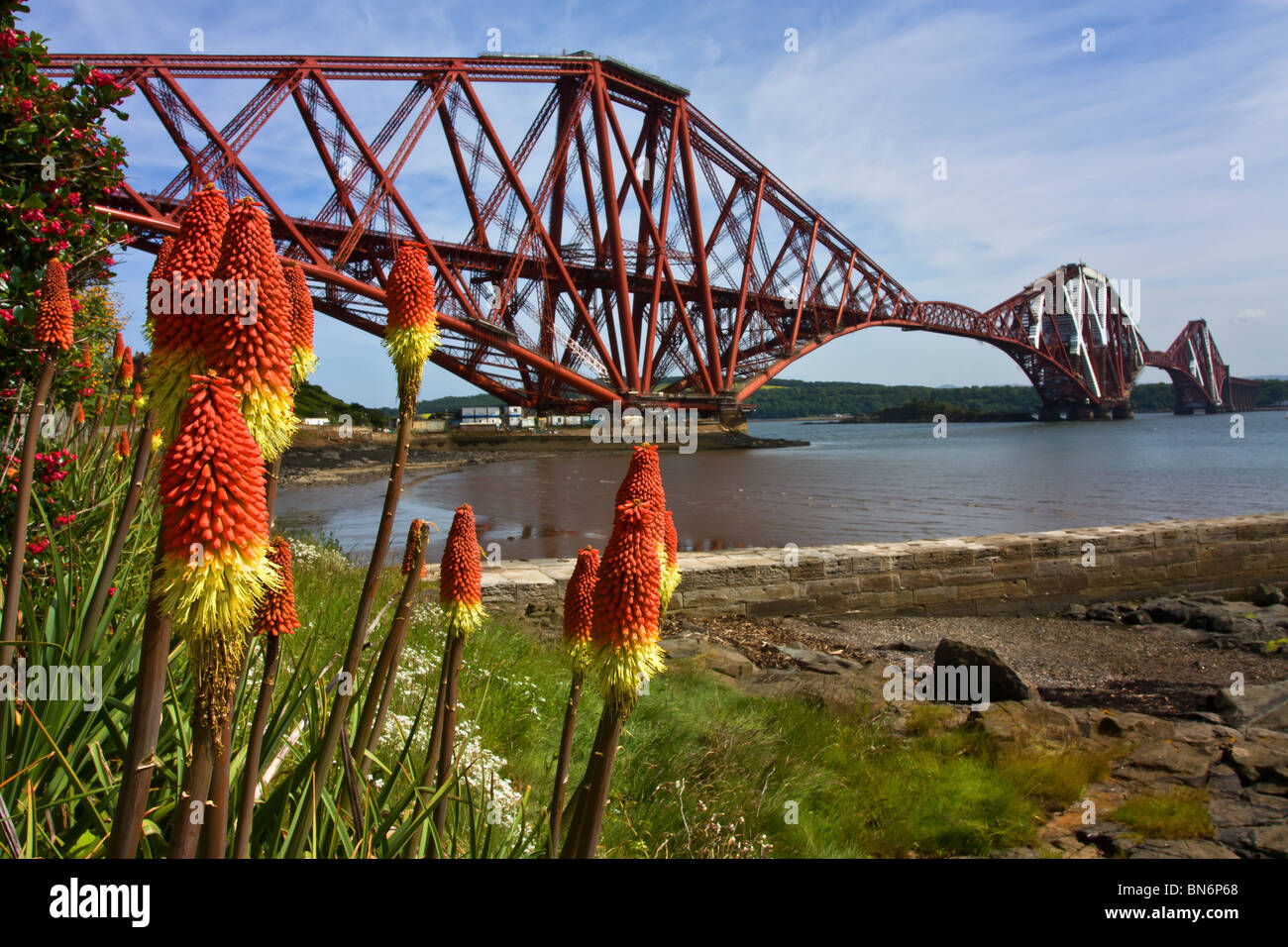 De plus en plus sauvages fleurs Red Hot Poker par le Firth of Forth et Forth Rail Bridge. Banque D'Images