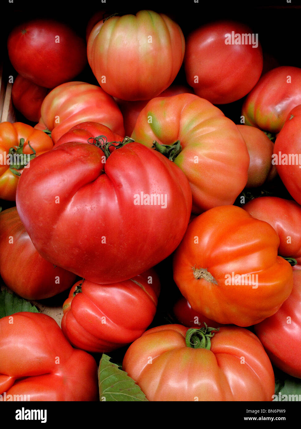Tomates italiennes Banque D'Images
