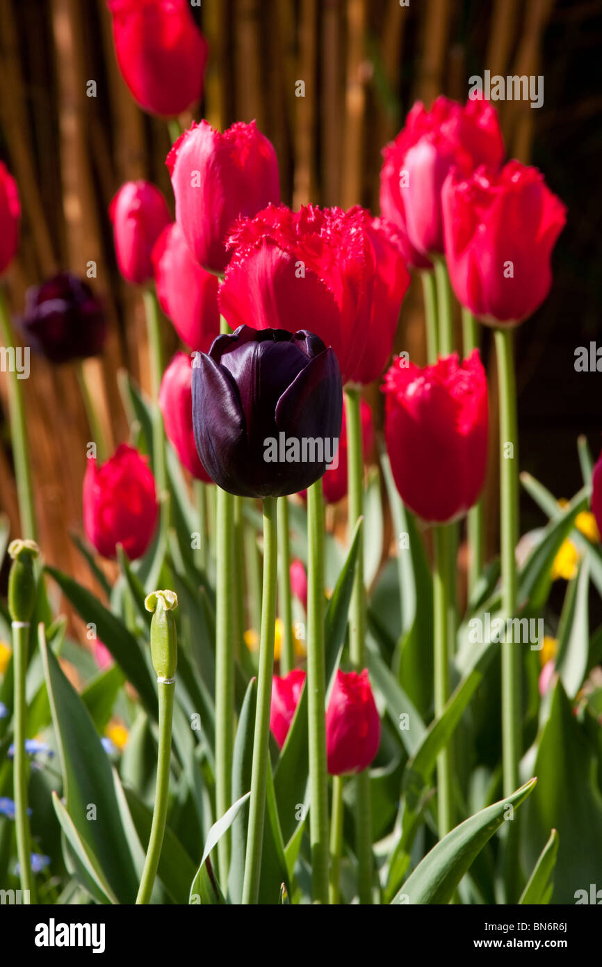 Tulipes rouges et noirs Banque D'Images