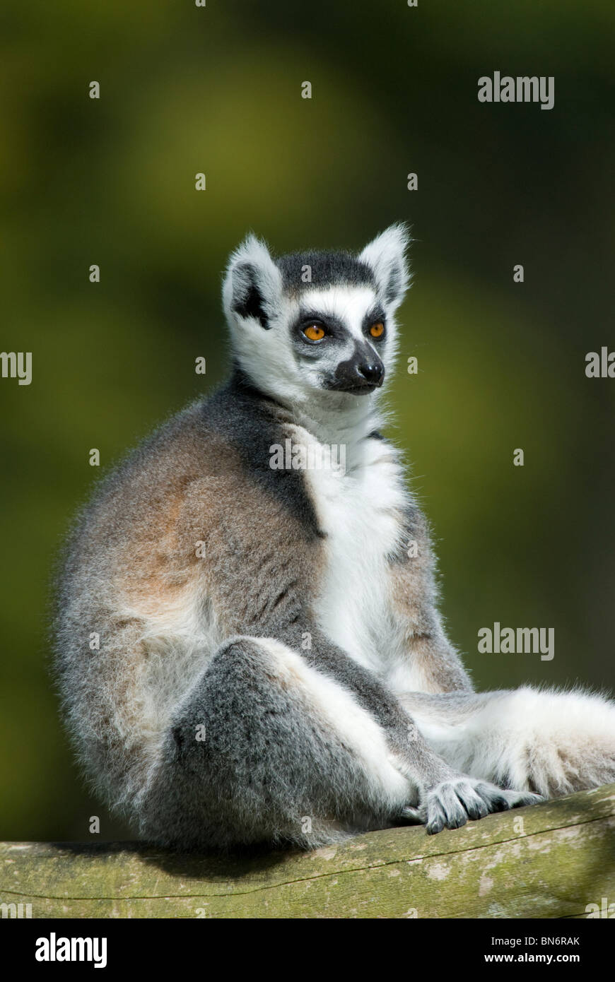 Queue anneau femelle lémurien Lemur catta le bain de soleil Banque D'Images