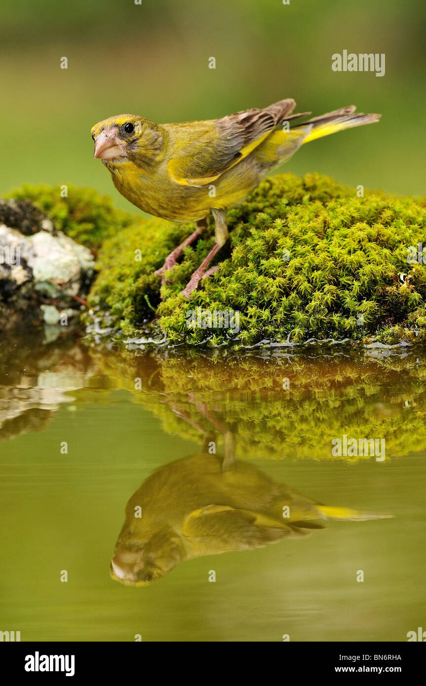 Verdier (Carduelis chloris) reflète dans l'eau Banque D'Images