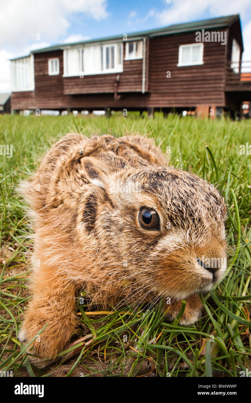Lièvre brun Lepus capensis ; leveret ; caché dans l'herbe ; Suffolk Banque D'Images
