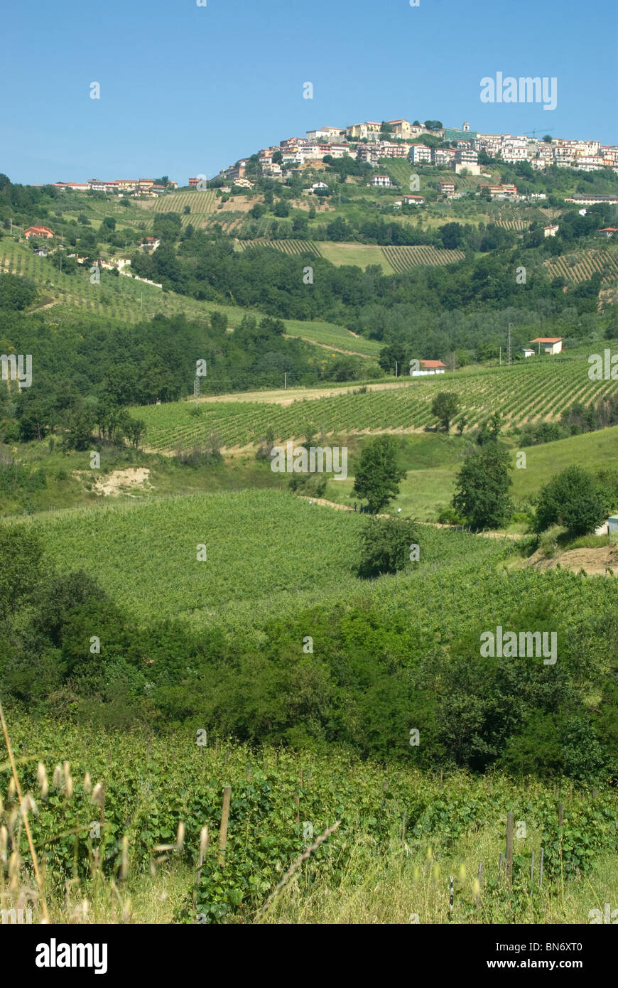 Vignes en dessous de la ville de Montefusco, Campanie, Italie Banque D'Images