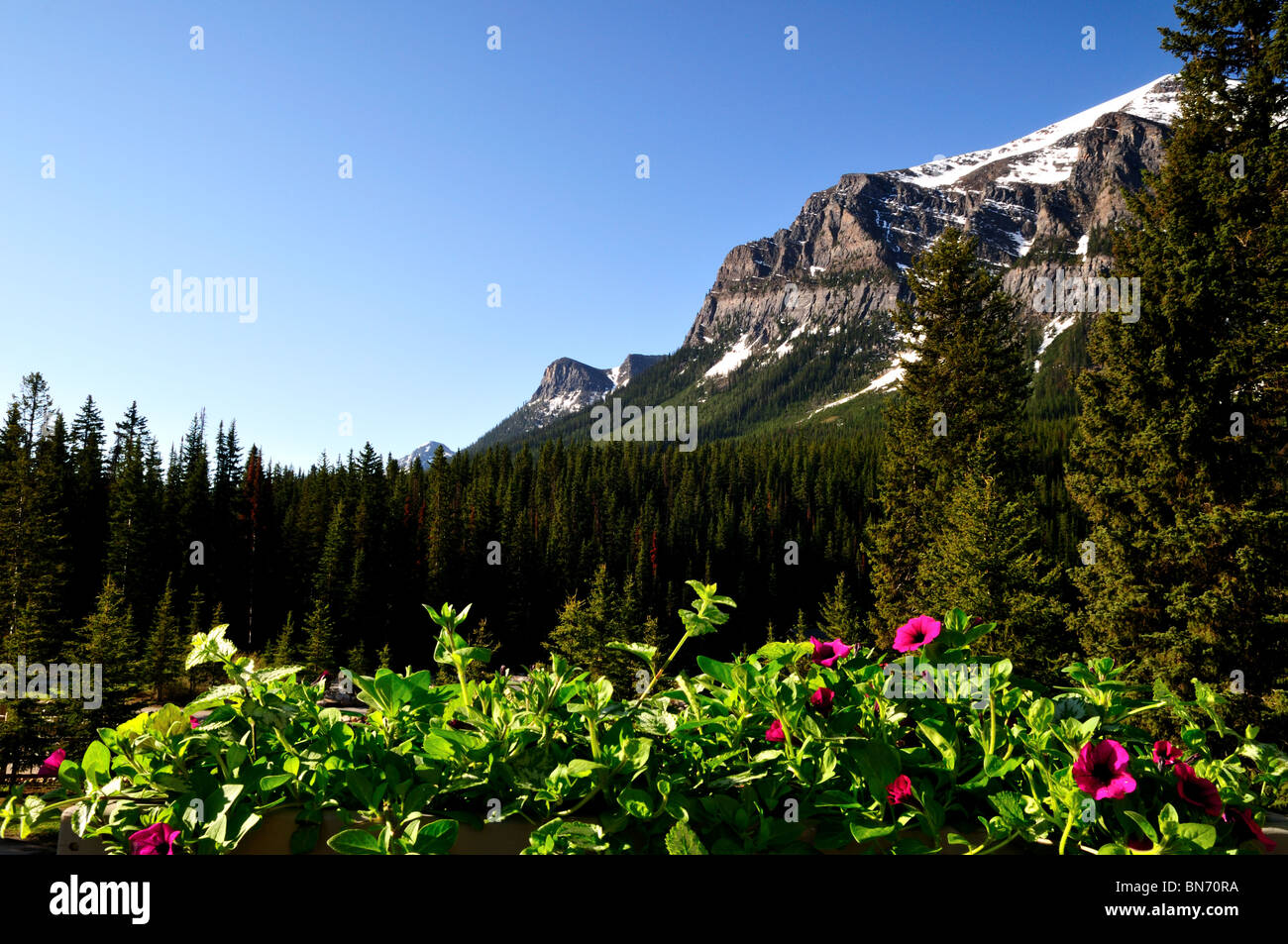 Montagnes et fleurs de Canadian Rockies. Le parc national Banff, Alberta, Canada. Banque D'Images