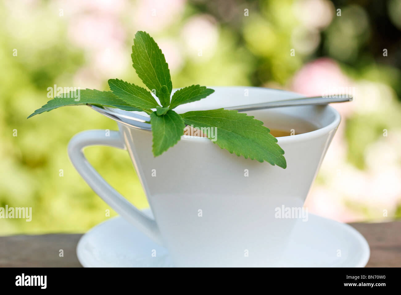 Plante sucrée (Stevia rebaudiana) Banque D'Images