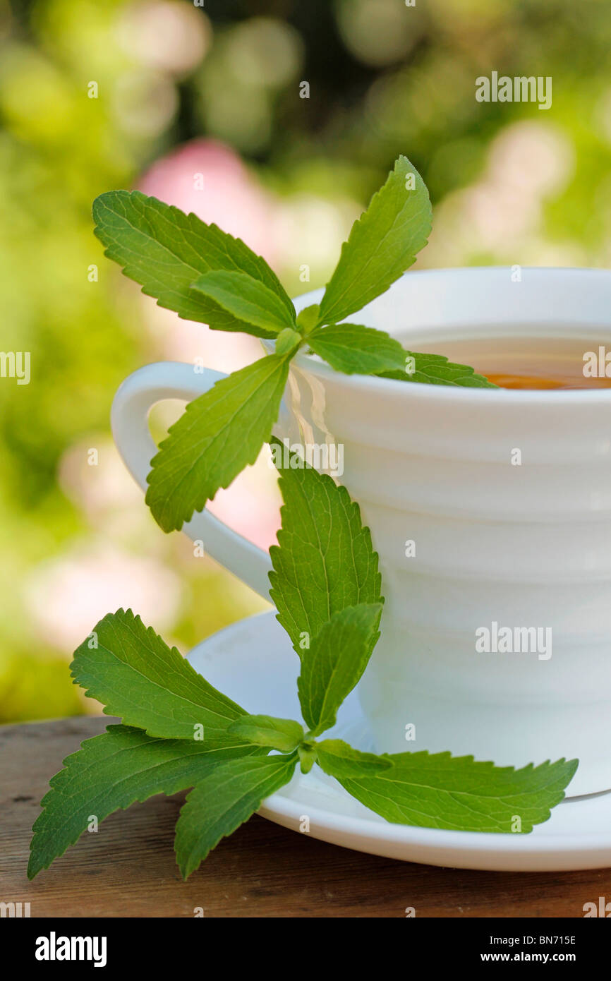 Plante sucrée (Stevia rebaudiana) Banque D'Images
