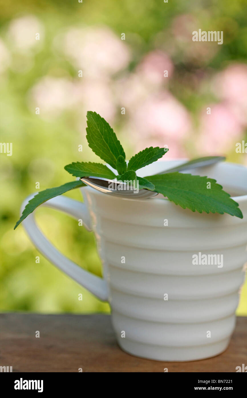 Plante sucrée (Stevia rebaudiana) Banque D'Images